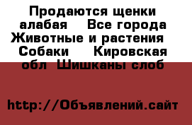 Продаются щенки алабая  - Все города Животные и растения » Собаки   . Кировская обл.,Шишканы слоб.